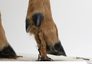 European roe deer foot hoof 0024.jpg